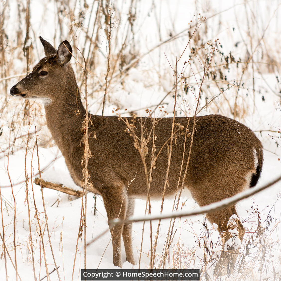 What Is The Word Deer Meaning